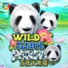 Wild Giant Panda